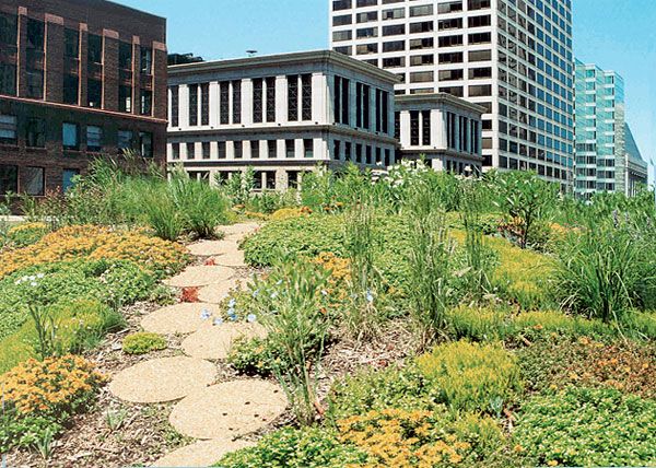 Chicago Green Roof c Mark Farina
